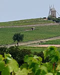 Das Beaujolais entdecken
